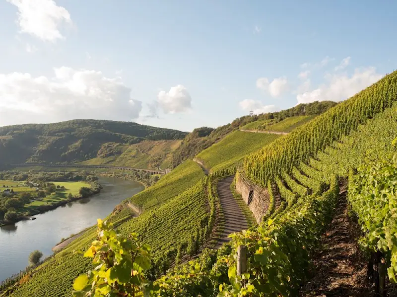 Schmale Straße zwischen Weinbergen und alten Burgen im Rheintal