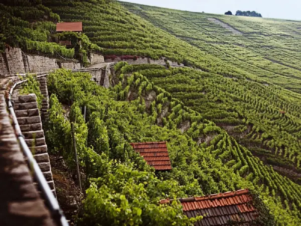 Weinverkostung im Rheingau bei Mainz